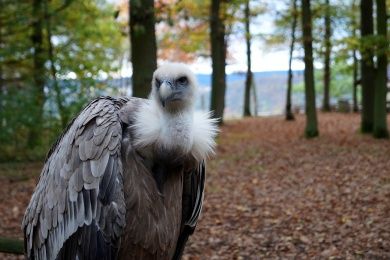 WildtierPark Edersee