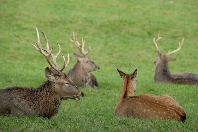 Wildpark Brudergrund