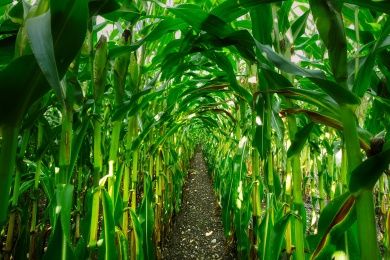 Maislabyrinth am Edersee