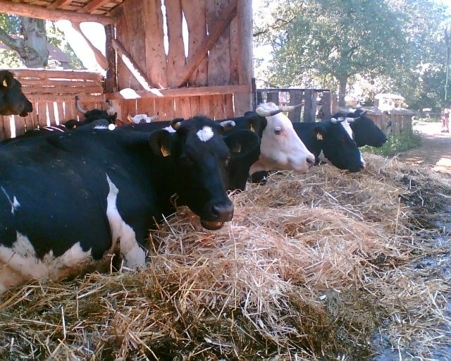 Familien- und Gruppenherberge im alten Hof - Vogelsberg - Bauernhof erleben