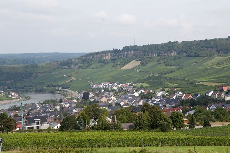 Gästehaus - Weingut - Straußwirtschaft Greif