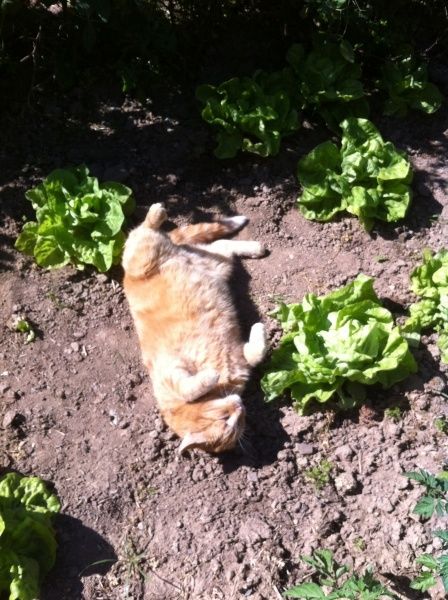 Unser Kater Nicky freut sich über Streicheleinheiten