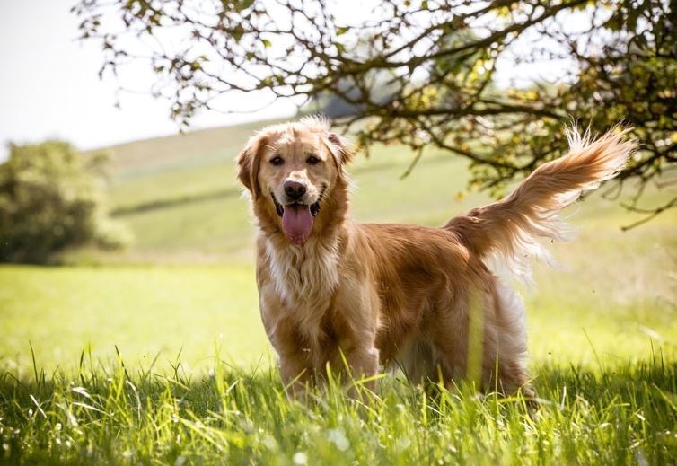 Hotelhund Lana