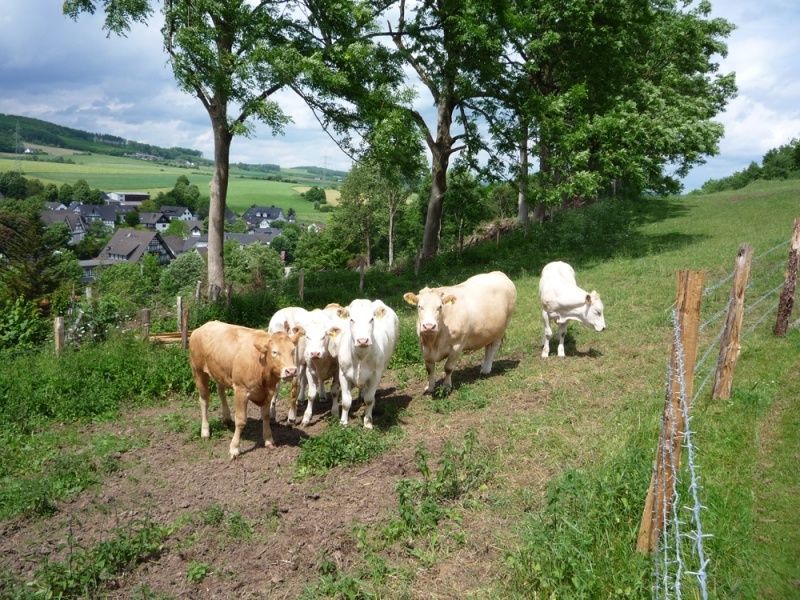 Die Natur erleben - wandern Sie mit uns durch Wald und Wiesen rund um Attendorn