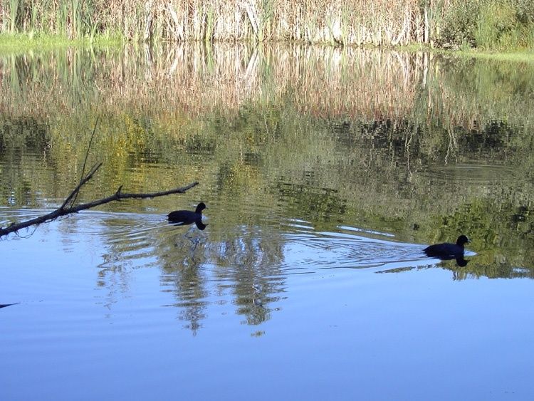 Holzmaar bei Gillenfeld