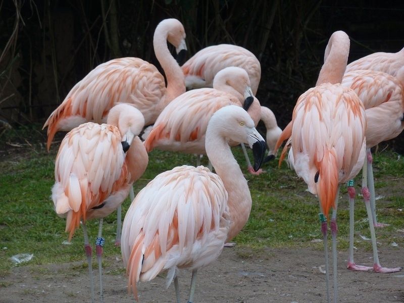 Bild: Zoo Landau in der Pfalz