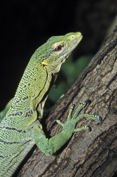 Bild: Reptilium Terrarien- und Wüstenzoo, Fotograf: P. Riedel