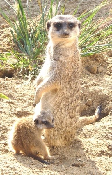 Zoo Neuwied