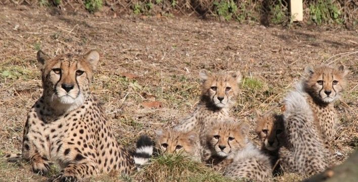 Zoo Neuwied