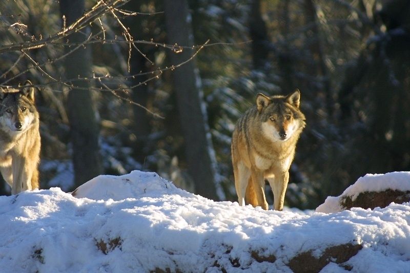 Bild:Wild- und Wanderpark bei Silz