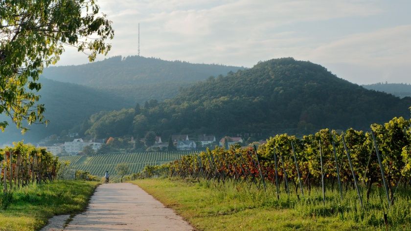 Die umliegenden Weinberge und der Pfälzerwald haben einiges zu bieten.