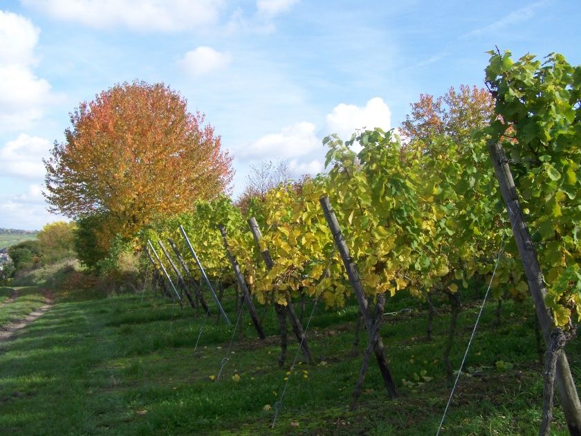 Weingut Markus Eppert