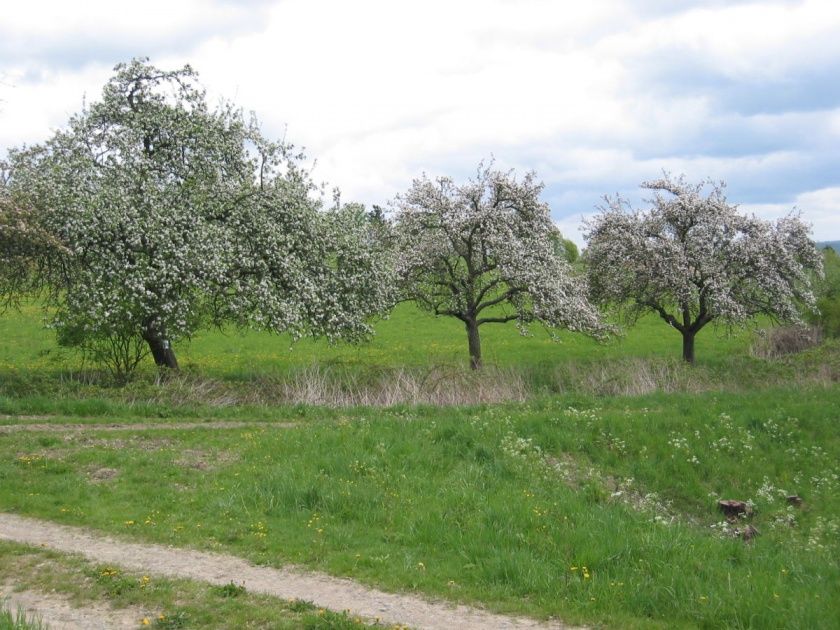 Blühende Landschaft