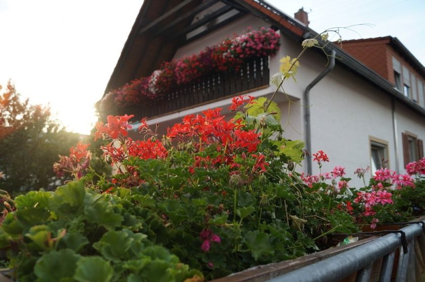 Winzerhaus - im Linsenbusch - Ferienwohnungen & Winzerrestaurant