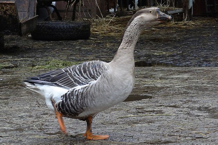 Familien- und Gruppenherberge im alten Hof - Vogelsberg - Bauernhof erleben