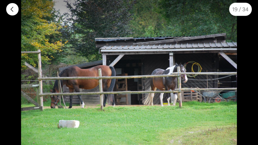 Die Pferde genießen ihr Leben auf unserem kleinen Gnadenhof 