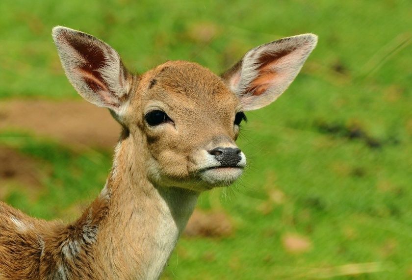 Wildgehege Battenberg-Dodenau