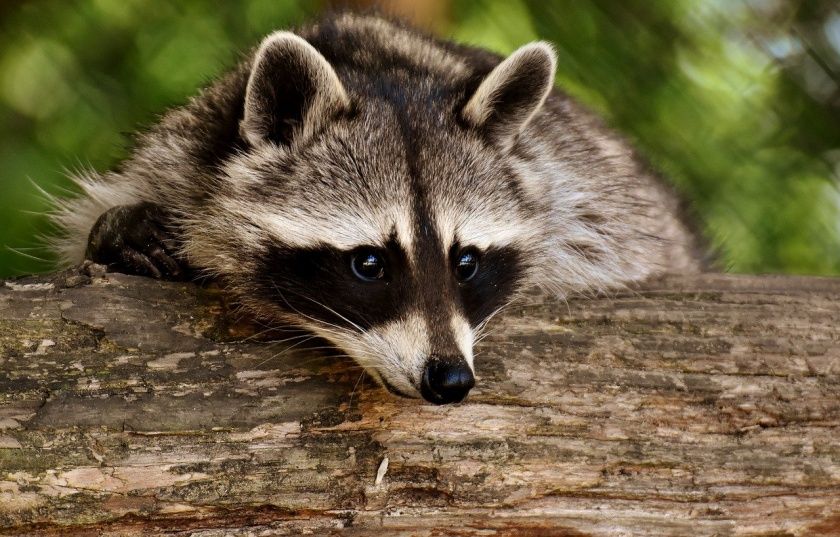 Waldzoo Offenbach