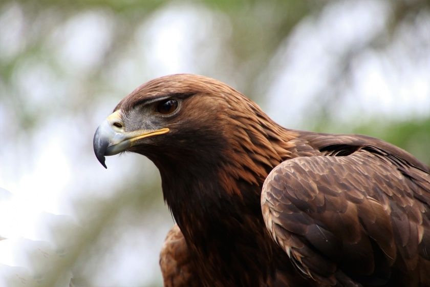 Wildpark Alte Fasanerie