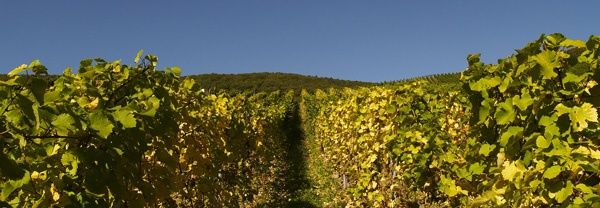 Weingut & Pension Haus Coen