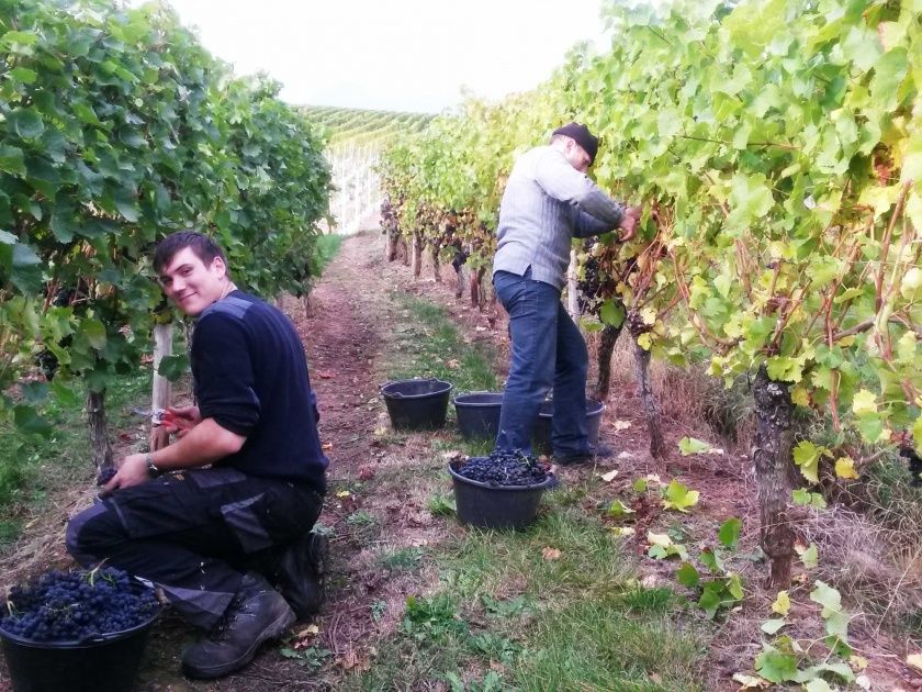 Weingut - Pension Badischer Hof