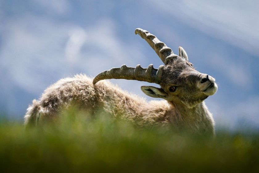 Steinbock Symbolbild