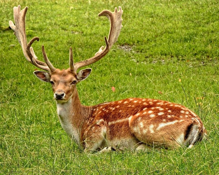 Wildfreigehege Kallenborn