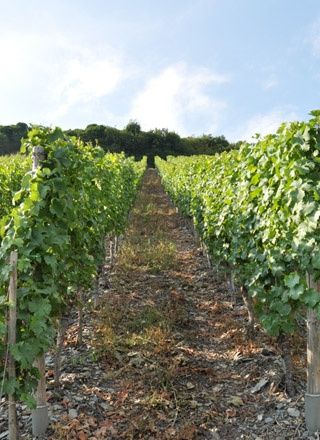 Ferienweingut Heil an der Mosel