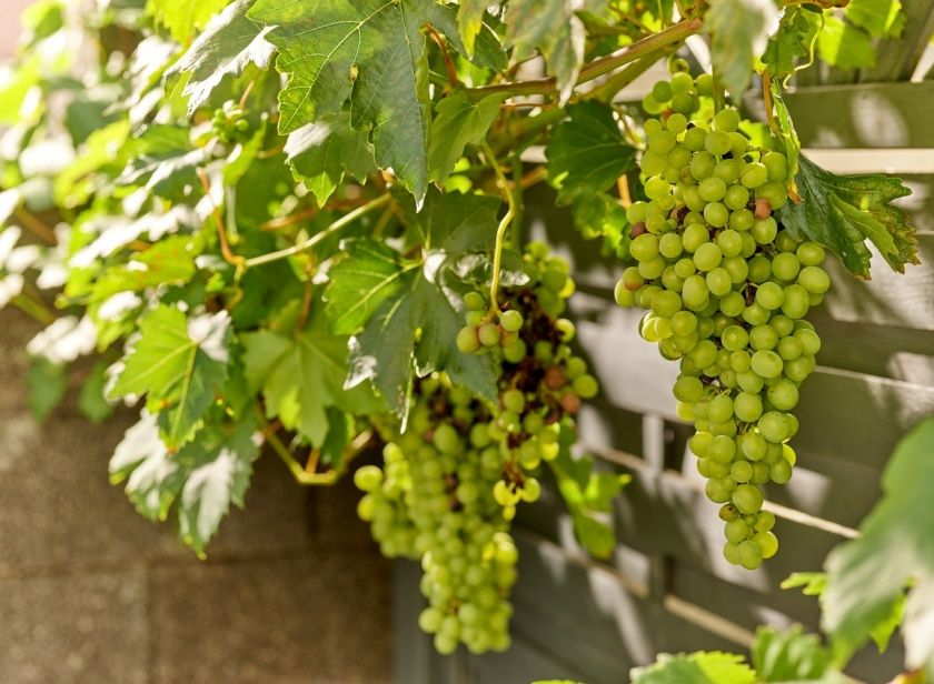 Weingut & Gästehaus Alexanderhof in Leiwen an der Mosel