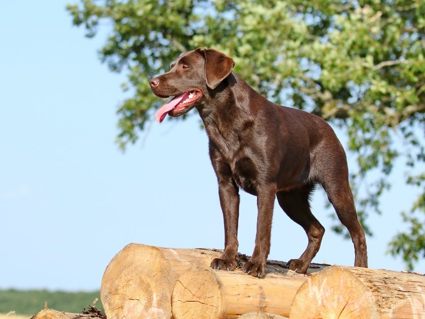 Urlaub mit Hund