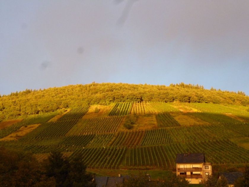 Ferienwohnung Weingut Pauly