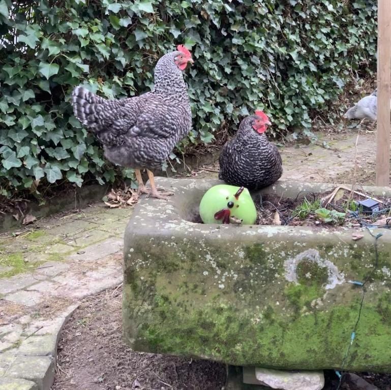 Ferienwohnungen auf dem Schöneberger Bauernhof