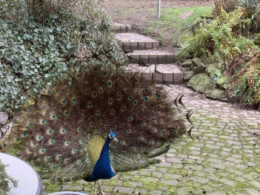 Ferienwohnungen auf dem Schöneberger Bauernhof