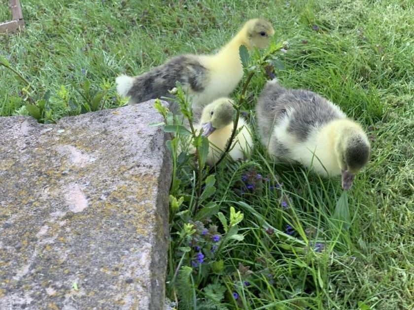 Ferienwohnungen auf dem Schöneberger Bauernhof