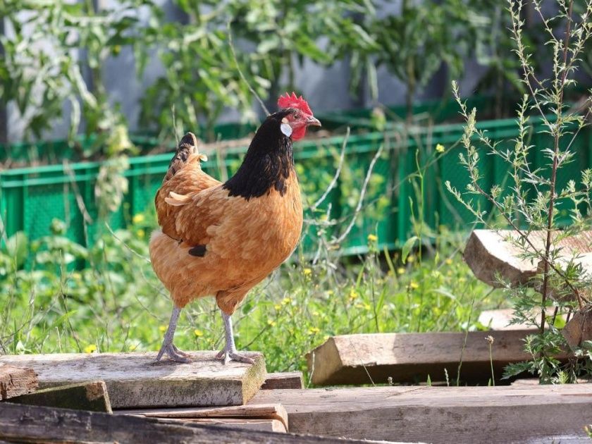 Ferienwohnung Landleben