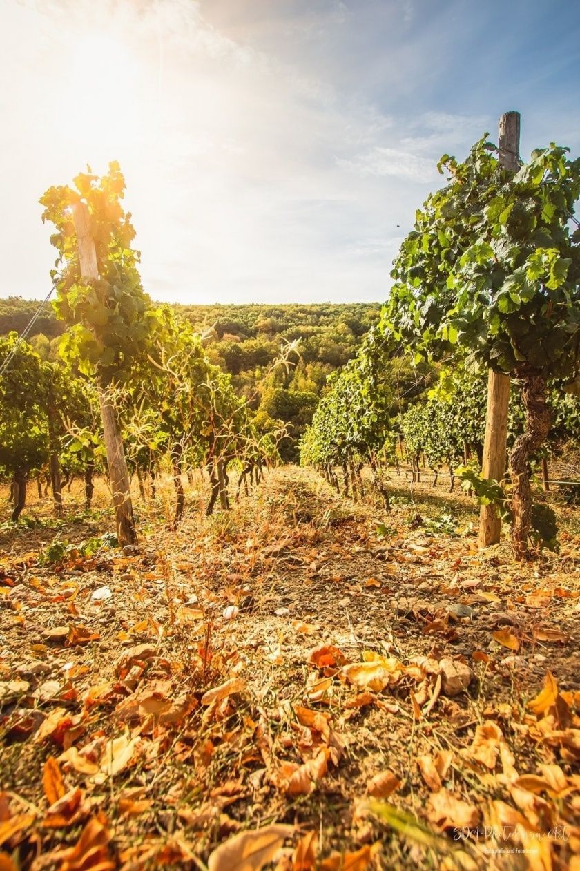 Weingut & Straußwirtschaft Markus Steinberger