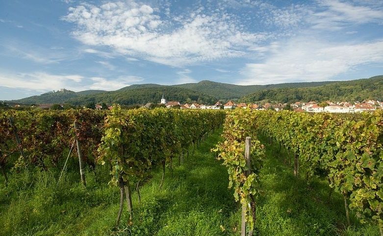 Weingut und Gästehaus Platz