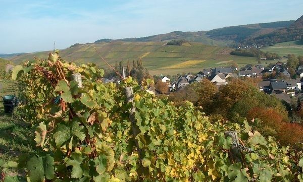 Weinberge