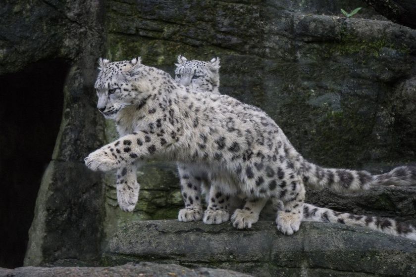 Zoologischer Stadtgarten