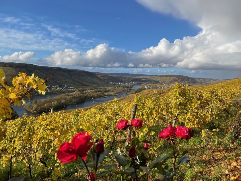 Weingut, Gästezimmer und Ferienwohnung Jörg Thul