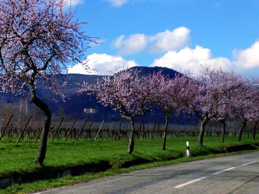 Mandelblüte in St. Martin