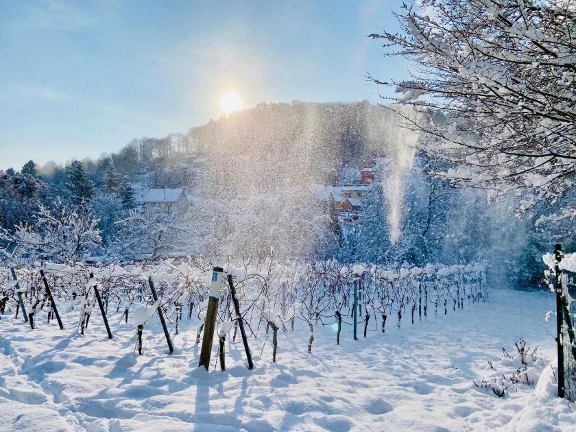 Weinberge im Stöckelfeld im Winter