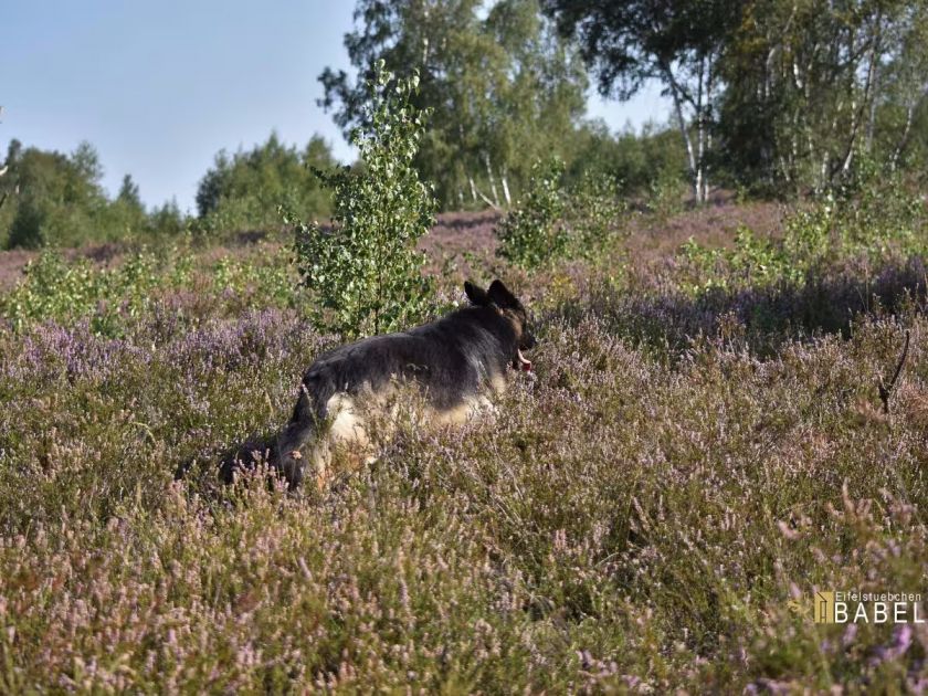 Ferienhaus Eifelstübchen - Urlaub mit dem Hund