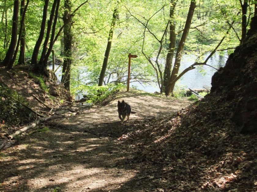 Ferienhaus Eifelstübchen - Urlaub mit dem Hund