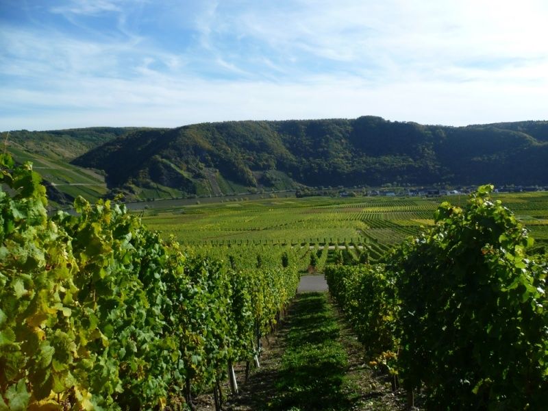 Ferienweingut Kreuz-Bauer in Minheim an der Mosel