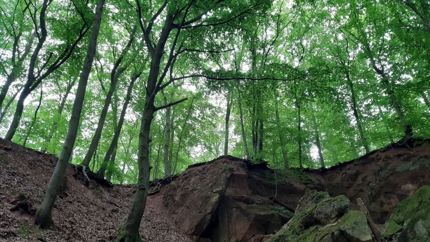 Soonwald für Suchende