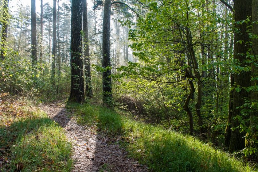 Frohn-Wald-Weg 