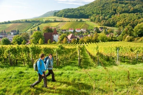 Pfälzer Weinsteig