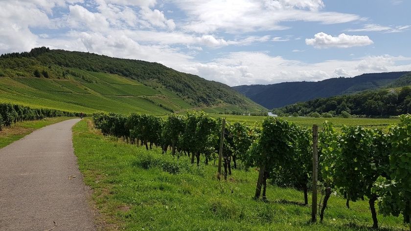 Weinberge bei Traben-Trarbach